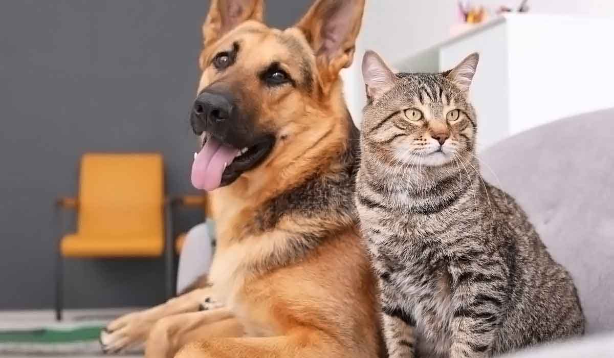 免费ddos平台攻击