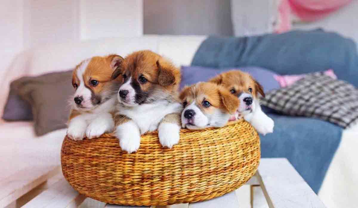 在线DDOS攻击平台