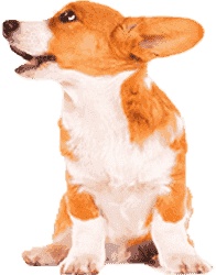 在线DDOS攻击平台