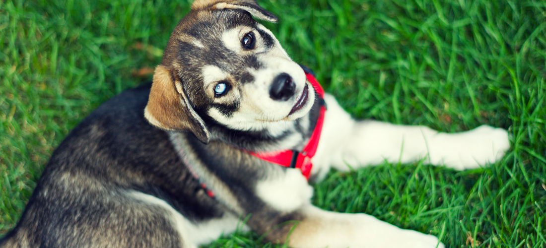 代理价格内部的ddos在线网页端